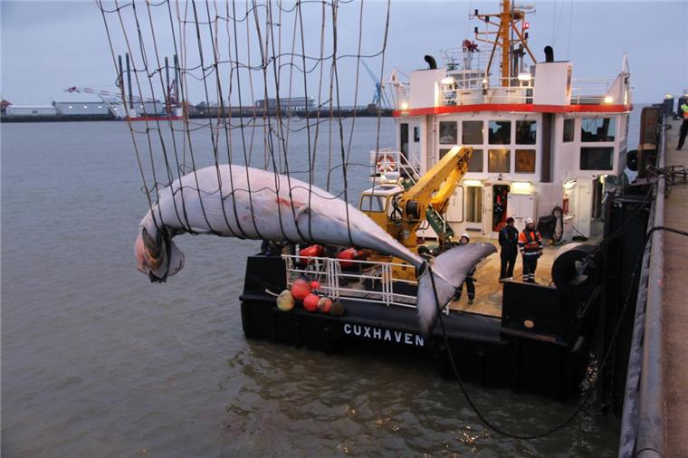 Cuxhaven: Tonnenschwerer Walkadaver aus Elbmündung an Land geholt Der am Dienstag in der Elbmündung entdeckte Walkadaver ist in Cuxhaven an Land geholt worden.