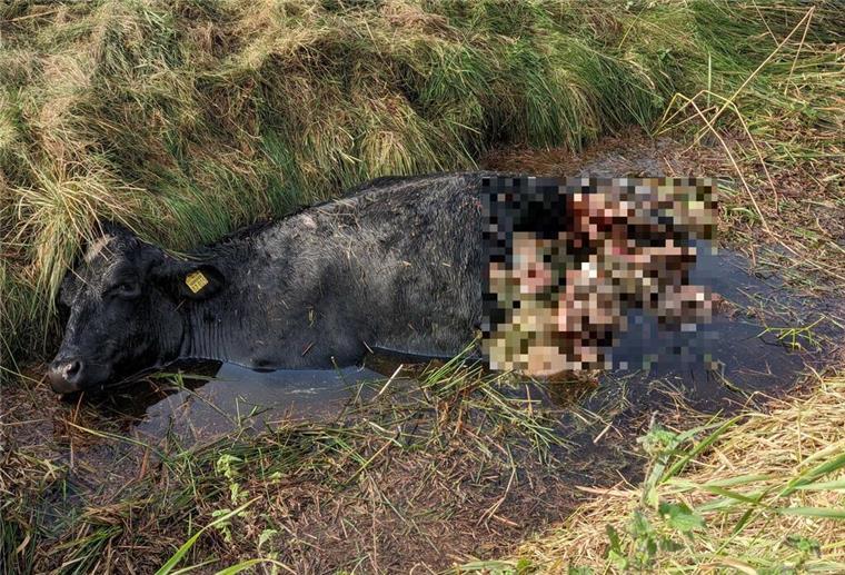 Angriff in Driftsethe: Hat der Wolf ein tragendes Rind getötet? Der Anblick des getöteten Rindes geht selbst hartgesottenen Menschen an die Nieren.