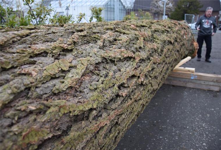 Ein riesiger Baum liegt auf dem Boden.