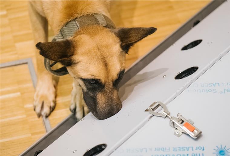 Kommen Corona-Spürhunde in Restaurants zum Einsatz? Der belgische Schäferhund Filou schnüffelt in der Tierärztlichen Hochschule (TiHo) an einer Trainingsmaschine für Corona Spürhunde.