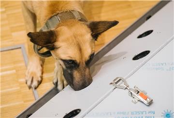 Der belgische Schäferhund Filou schnüffelt in der Tierärztlichen Hochschule (TiHo) an einer Trainingsmaschine für Corona Spürhunde. 