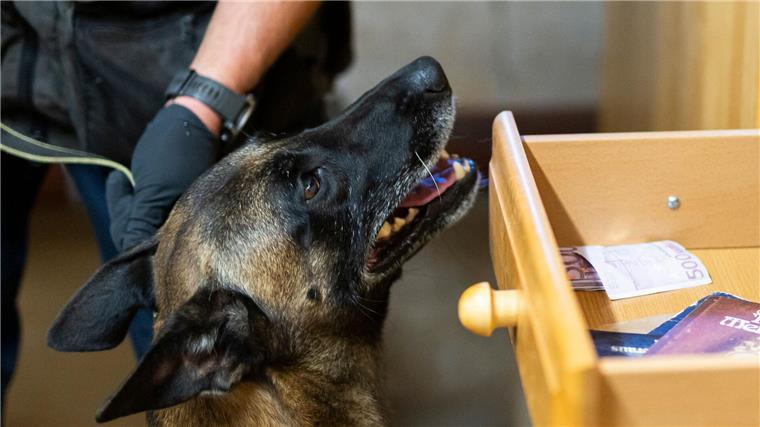 Innenministerium überzeugt von Geldspürhunden Der Belgische Schäferhund „Habbo“ hat schon mehrere Tausend Euro erschnüffelt.
