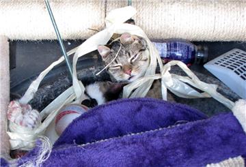 Der Besitzer hat seine Katzen mit Kabelbinder und Klebeband gefesselt und in den Kofferraum eines Auto gesperrt.