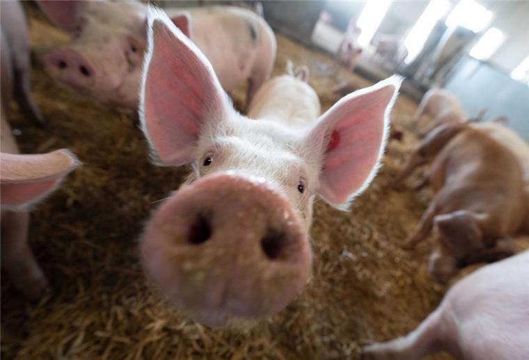 Weniger Schweine in Niedersachsen Ein Schwein steht in einem Stall