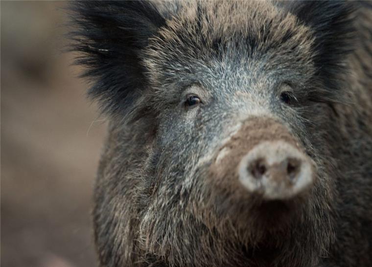 Wildschweine richten immer mehr Schaden im Cuxland an Der Bestand an Wildschweinen hat sich in den vergangenen Jahren deutlich erhöht.