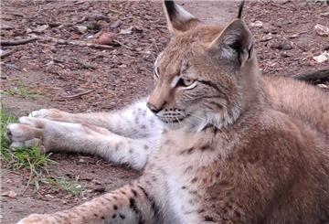 Luchs