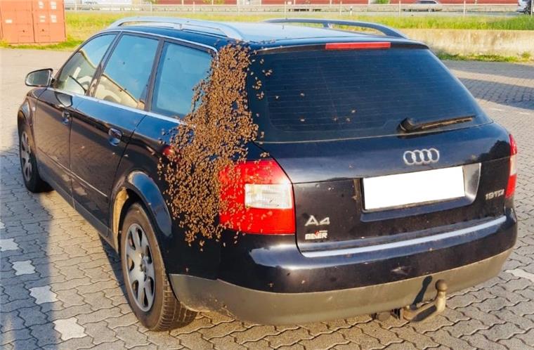 Der Bienenschwarm ließ sich auf einem Audi in Sittensen nieder.