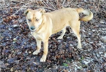 Der "blonde" Hund, der am Dienstag von der Polizei  in Nordholz gefunden wurde, ist wieder bei seiner Besitzerin. 