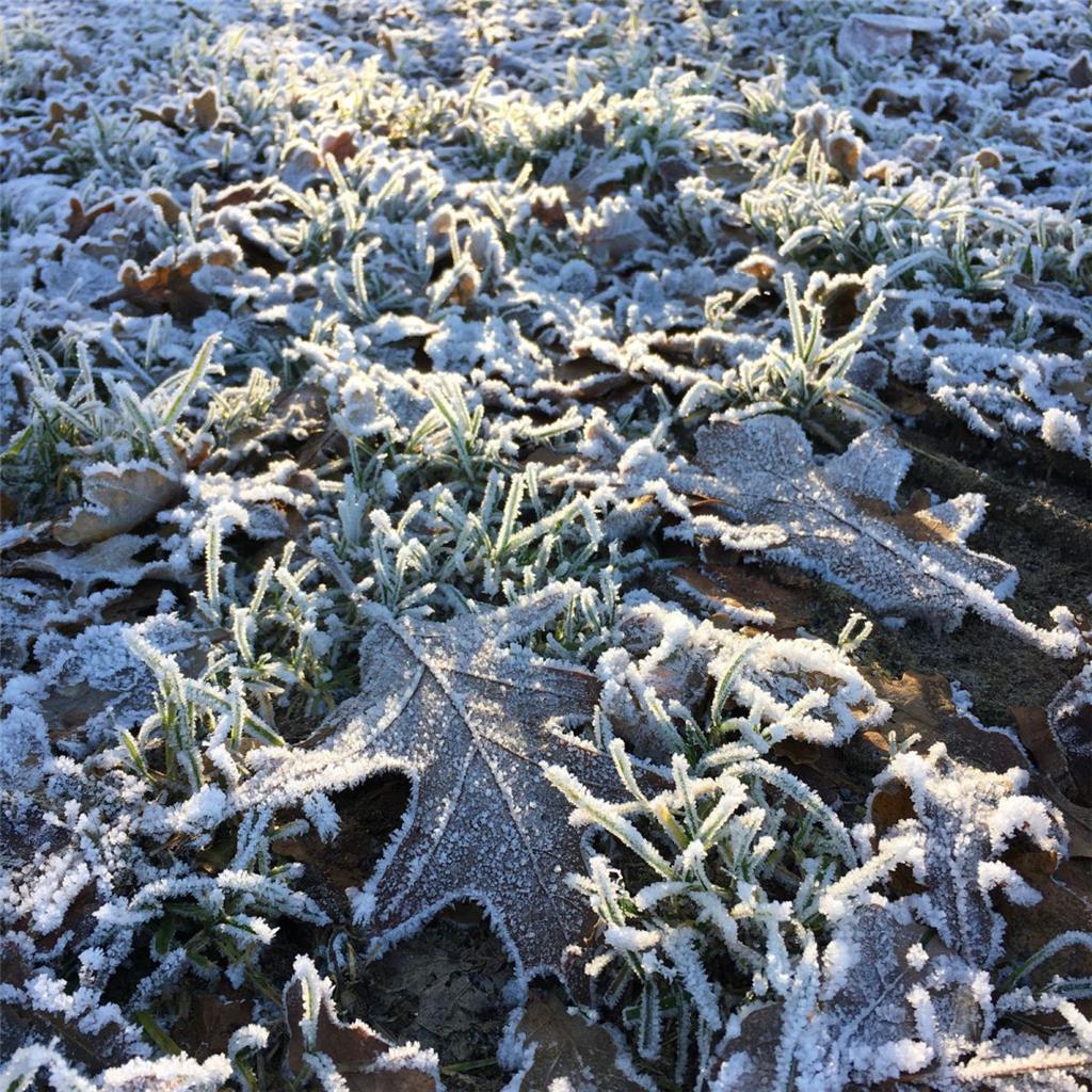 Der Bodenfrost färbt die Blätter weiß.