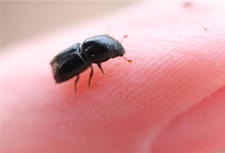 Ein Borkenkäfer krabbelt auf einem Finger. 