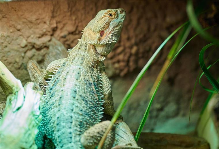 Özdemir will Privatbesitz von exotischen Tieren verbieten Eine Echse steht unter einer Wärmelampe in ihrem Terrarium