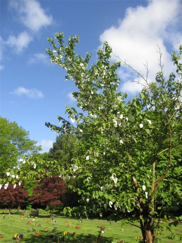 Taschentuchbaum blüht zu Pfingsten Der chinesische Taschentuchbaum blüht zurzeit auch auf dem Friedhof Spadener Höhe und in Thieles Garten.