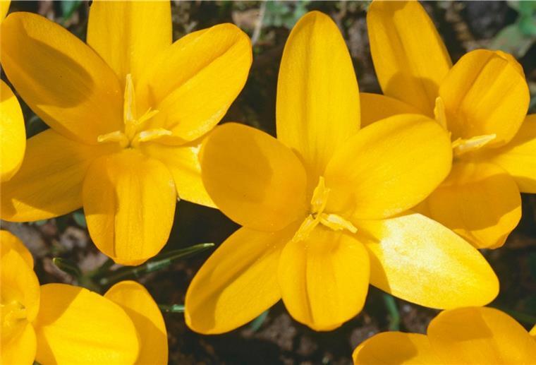 Bremerhaven: Stadt verteilt kostenlose Krokuszwiebeln Der Crocus ancyrensis gehört zu den Krokussen, die im Frühjahr in gelber Pracht erblühen.