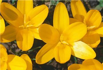 Der Crocus ancyrensis gehört zu den Krokussen, die im Frühjahr in gelber Pracht erblühen.