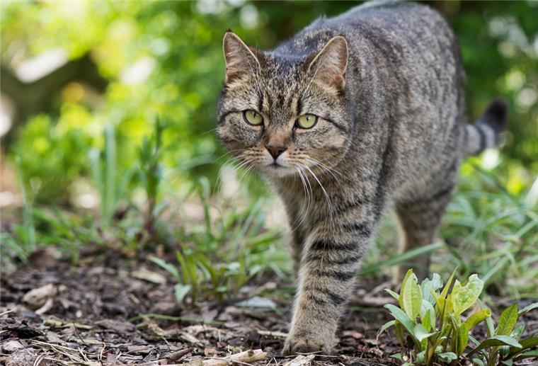 Niedersachsen: Streunerkatzen sollen kastriert werden Der Deutsche Tierschutzbund schätzt die Anzahl der verwilderten Hauskatzen auf derzeit rund 50 000 in Niedersachsen. Die unkontrollierte Vermehrung der Tiere und das damit verbundene Elend stellen ein großes Problem dar.