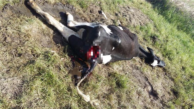 Mutterkuh in Steinau gerissen - Experte vermutet den Wolf Der DNA-Abgleich steht noch aus, doch Wolfsberater Hermann Kück vermutet hinter dem Angriff in Steinau den Wolf.