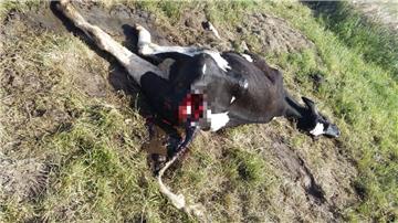 Der DNA-Abgleich steht noch aus, doch Wolfsberater Hermann Kück vermutet hinter dem Angriff in Steinau den Wolf.