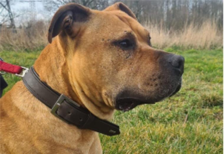 Der dreijährige American Staffordshire Terrier Scooby sucht ein neues Zuhause Der dreijährige Scooby sucht neue Besitzer.
