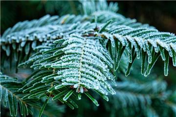 Tannenbaum