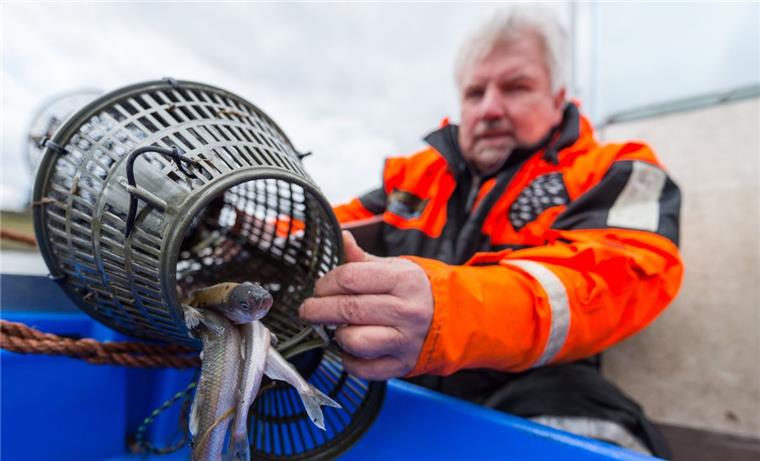 Weniger Stinte: Fischer warnen vor toter Elbe Der Elbfischer Wilhelm Grube schüttet in seinem Boot auf der Elbe Stint aus einer Reuse.