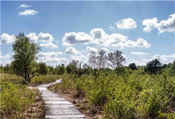 Ein Holzweg führt durch das Ahlenmoor und ist umsäumt von grüner Vegetation.