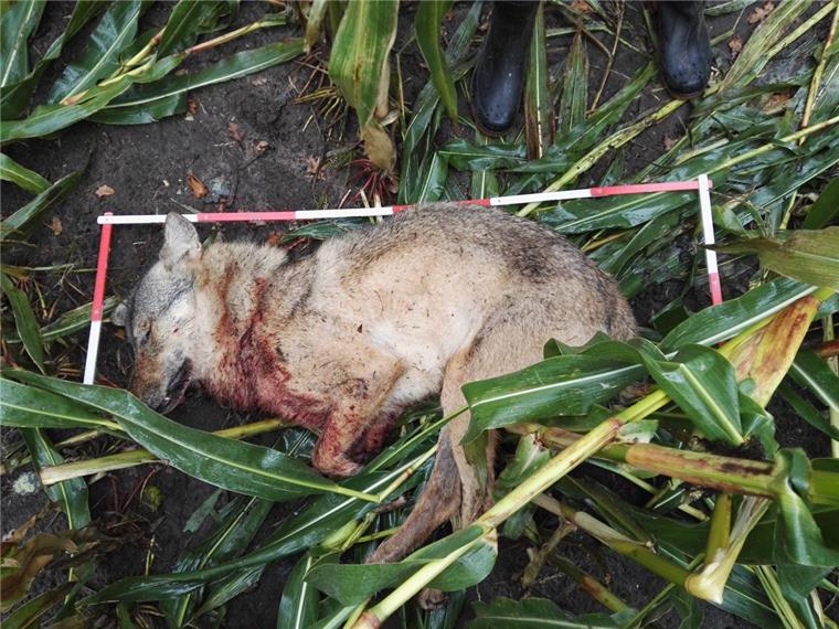 Erschossener Wolf aus dem Ammerland gehört zum Cuxland-Rudel Der erschossene Wolf aus dem Ammerland stammt aus dem Cuxland-Rudel.