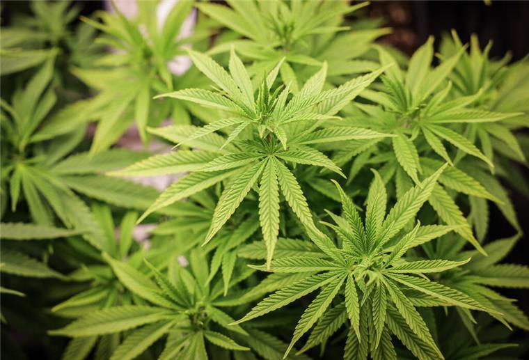 Der erste Cannabis-Anbauverein in Bremerhaven hat seine Genehmigung erhalten.