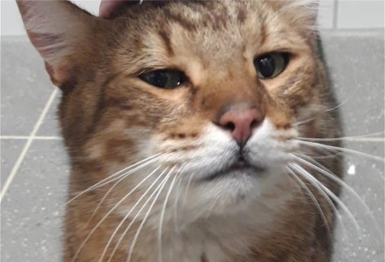 Nordenham: Kater aus Frachtraum gerettet Der etwa drei Jahre alte Kater saß im Laderaum des Binnenschiffes fest. Vermutlich war er in Oldenburg in den Frachtraum gefallen.