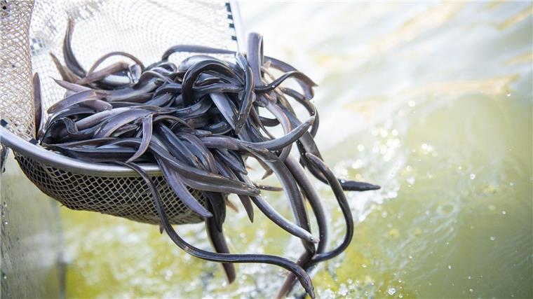 Aal dominiert die Fischproduktion in Niedersachsen Der Europäische Aal hat die Fischproduktion in Niedersachsen 2024 dominiert. (Archivfoto)