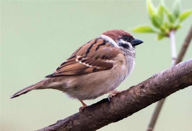 Nabu ruft zum Zählen auf: Welche Vögel leiden unter dem Klimawandel? Feldsperling