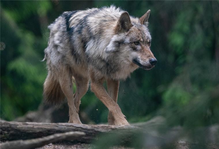 Niedersachsen: Tierschützer gehen gegen Wolfsabschuss vor Ein Wolf spaziert durch sein Gehege