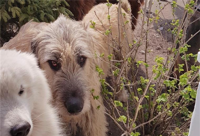 Der gemeinnützige Verein „Tiergnadenhof Rasselbande“ in Sandbostel finanziert sich vor allem mit Spenden, Vermittlungsgebühren und Beiträgen der Mitglieder. Seit die Pandemie Deutschland erreicht hat, hat das Spendenaufkommen deutlich abgenommen.