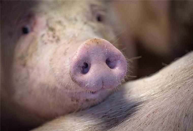 Notlandung wegen Schweinegeruch: Passagiere stranden auf Bermuda Der Geruch von 100 Schweinen sorgt für eine Zwischenlandung auf dem Weg nach Mexiko.