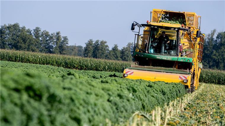 Landwirt erntet Grünkohl im Hochsommer Der Großteil der Produktion gelangt nicht auf den Frischmarkt, er wird zur Herstellung von Konserven und Tiefkühlwaren verwendet.