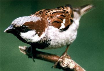 Der häufigste Wintervögel in deutschen Gärten: der Hausspatz.