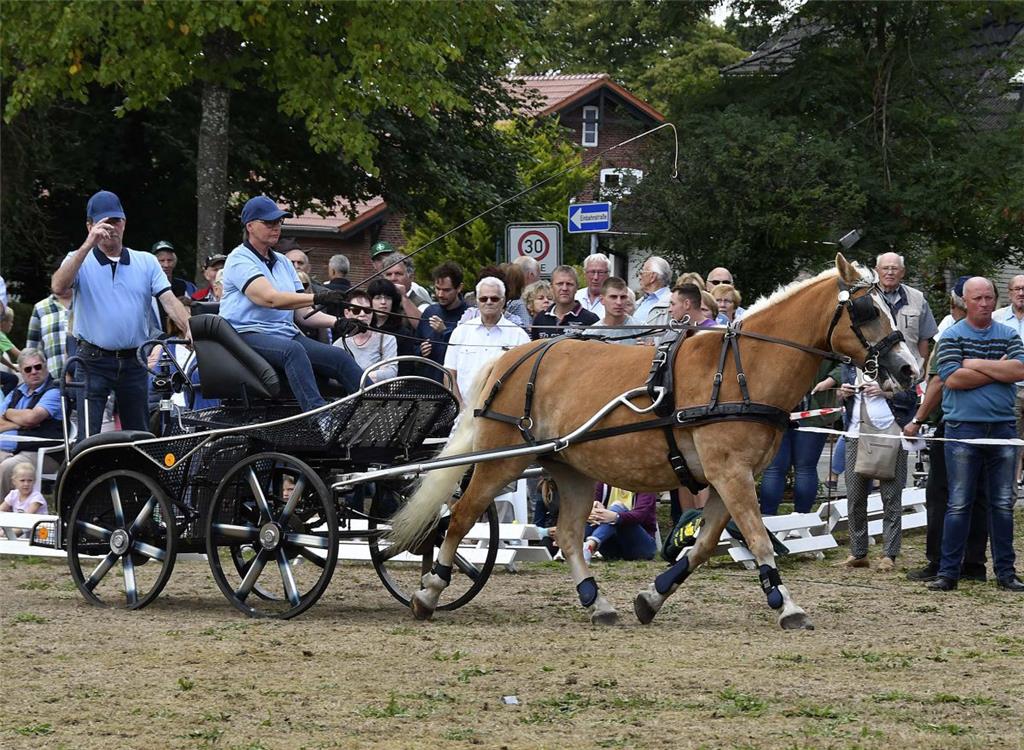 Der Haflingerhof Matschulat aus Midlum war mit Gamba, der 19-jährigen Stute, dab...