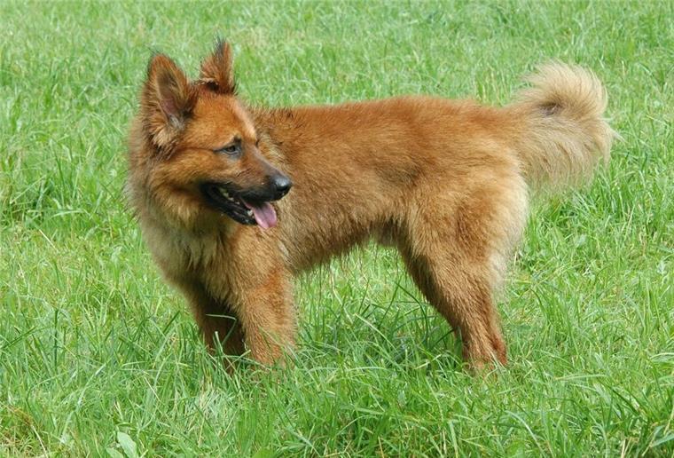 Alte Hunderassen auf der Roten Liste: Halter und Züchter gesucht Hunderasse Harzer Fuchs
