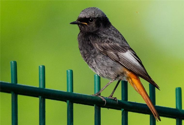 Lebensraum für den Hausrotschwanz: Nistkästen im Winter gestalten Ein Hausrotschwanz (Phoenicurus ochruros) sitzt auf einem Zaun. Foto: Georg Moritz/dpa