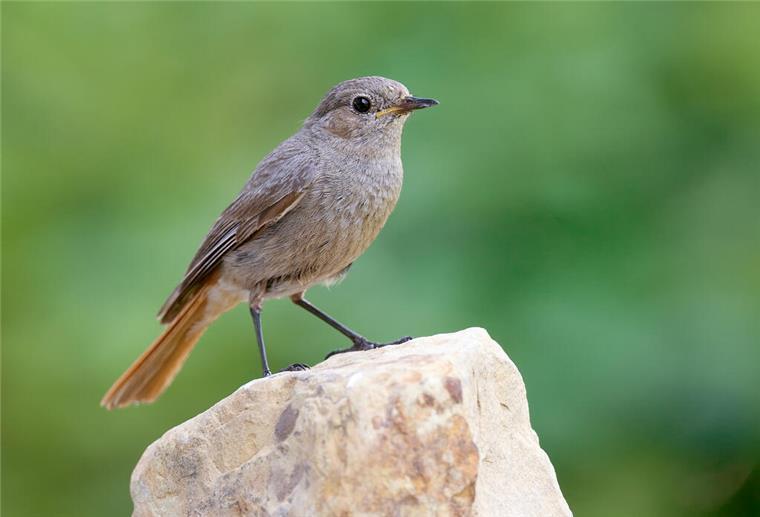 Hausrotschwanz fliegt an die Spitze: Vogel des Jahres 2025 steht fest Hausrotschwanz