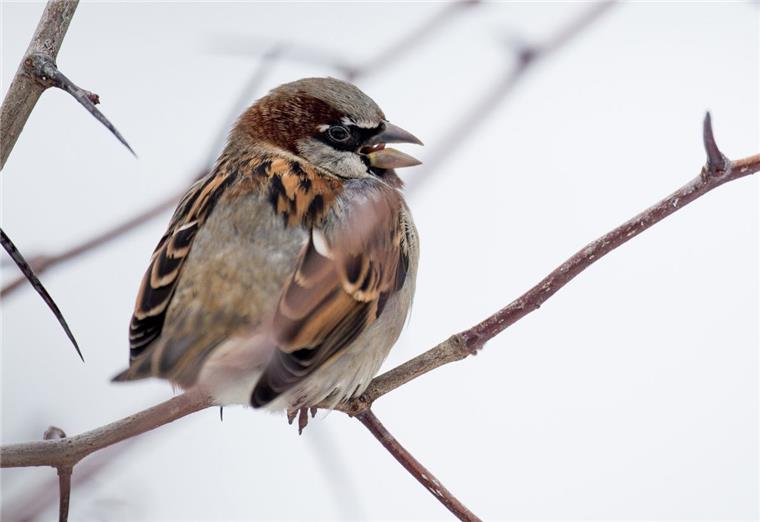 Nabu: Haussperling Spitzenreiter in niedersächsischen Gärten Der Haussperling ist in den Gärten in Niedersachsen im Winter 2019 am meisten verbreitet gewesen.