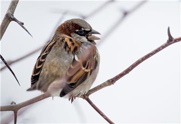 Der Haussperling ist in den Gärten in Niedersachsen im Winter 2019 am meisten verbreitet gewesen.