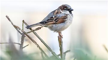 Der Haussperling ist zwar immer noch der meist gesichtete Singvogel in Niedersachsen, aber sein Bestand ist im Vorjahresvergleich um 13 Prozent zurückgegangen. (Archivbild)