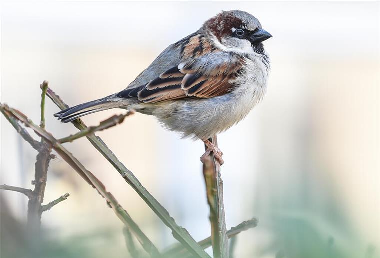 Niedersachsen: Weniger Vögel an den Futterstellen gezählt Ein Haussperling, auch Spatz genannt, sitzt auf einem Halm