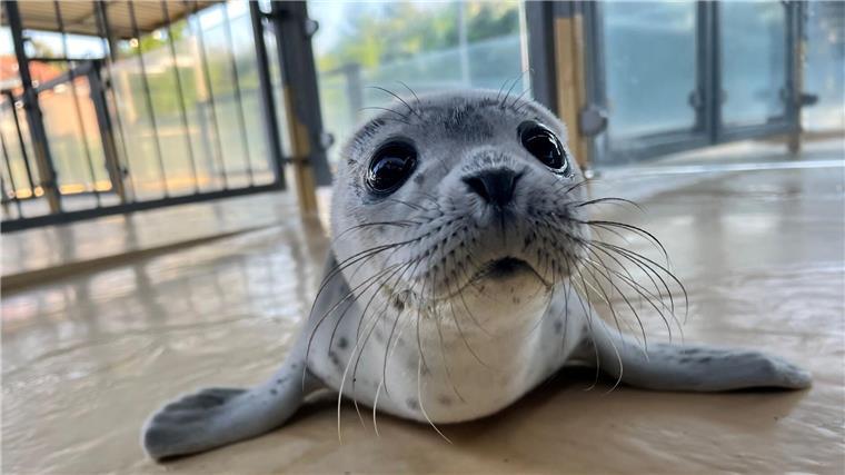 Der Heuler Fiete liegt in der Seehundstation Norddeich.
