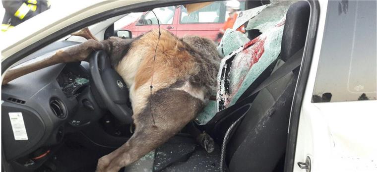 Der Hirsch ist bei dem Zusammenprall mit dem Auto ums Leben gekommen.