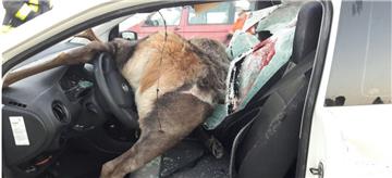 Der Hirsch ist bei dem Zusammenprall mit dem Auto ums Leben gekommen.
