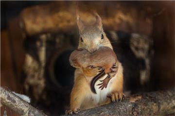 Der Hobbyfotografin Ria Trou aus Hannover ist im Bremerhavener Zoo am Meer eine tolle Aufnahme von der Eichhörnchen-Mama und Kind geglückt.