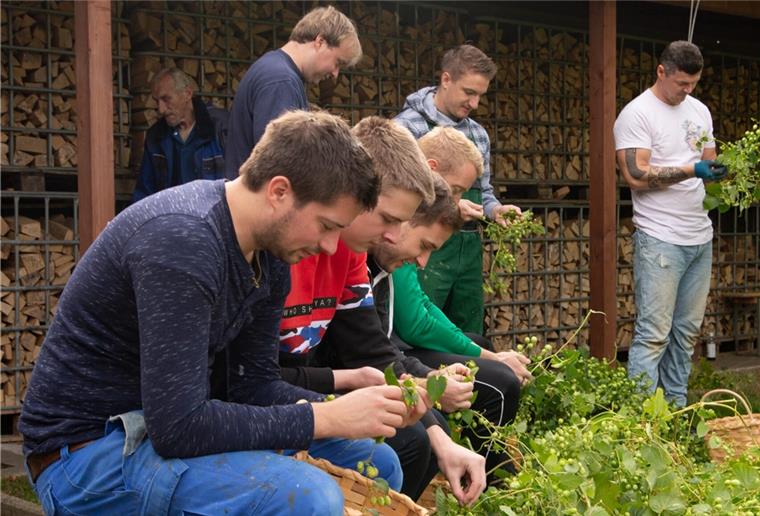 Hopfengarten in Abbehausen: Dolden-Zupfen für das eigene Bier Der Hopfen, den die Fußballer des TSV Abbehausen gepflückt haben, wird kommende Woche fürs Bierbrauen verwendet.