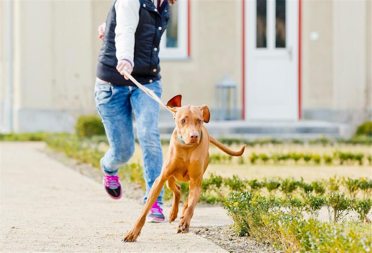 Leinenziehen, Bellen, Zerren – Hundetrainerin verrät, was wirklich dagegen hilft Ein Hund zieht an der Leine. Seine Besitzerin läuft hinter ihm.