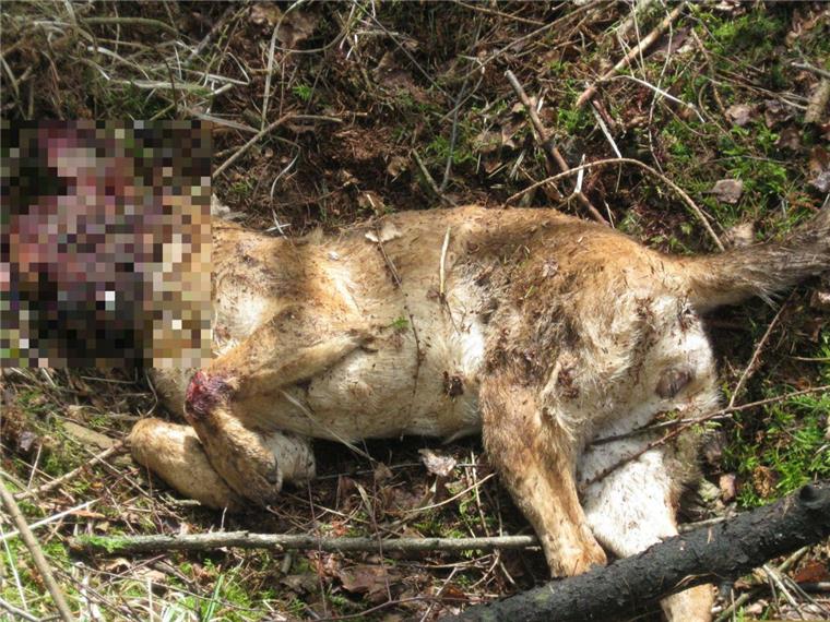 Unbekannter erschießt Hund und legt ihn in Hagen ab Der Hund soll mit einer Kleinkaliberwaffe erschossen worden sein.